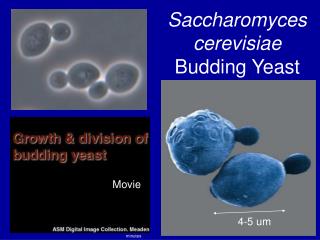 Saccharomyces cerevisiae Budding Yeast