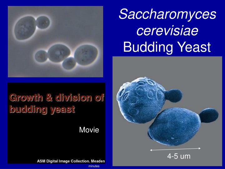 saccharomyces cerevisiae budding yeast