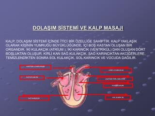 DOLAŞIM SİSTEMİ VE KALP MASAJI