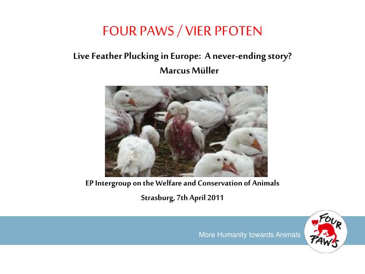 four paws vier pfoten