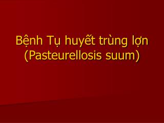 B ệnh Tụ huyết trùng lợn (Pasteurellosis suum)