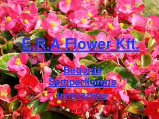 e r a flower kft