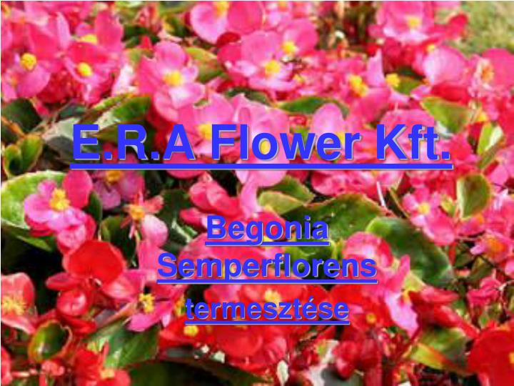 e r a flower kft