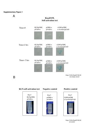 Supplementary Figure 1