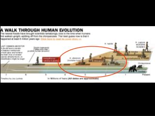 Australopithecus anamensis