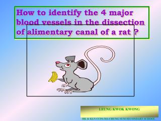 How to identify the 4 major blood vessels in the dissection of alimentary canal of a rat ?
