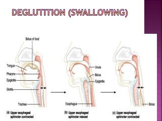 Deglutition (Swallowing)