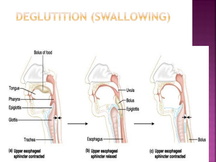 deglutition swallowing