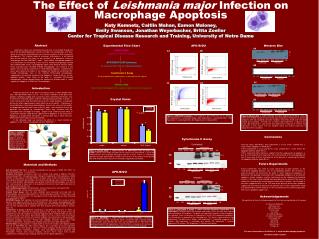 The Effect of Leishmania major Infection on Macrophage Apoptosis
