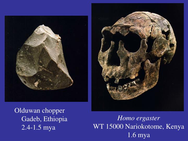 homo ergaster wt 15000 nariokotome kenya 1 6 mya