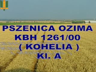 PSZENICA OZIMA KBH 1261/00 ( KOHELIA ) Kl. A
