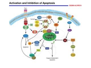 Activation and Inhibition of Apoptosis