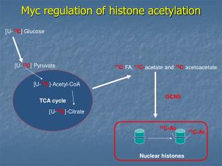Myc regulation of histone acetylation