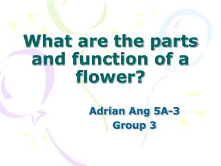 What are the parts and function of a flower?