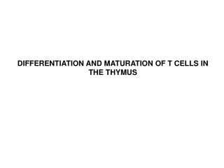 DIFFERENTIATION AND MATURATION OF T CELLS IN THE THYMUS