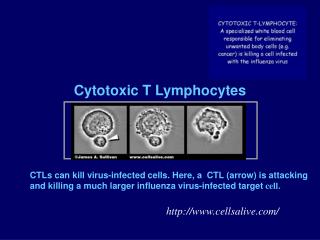 Cytotoxic T Lymphocytes