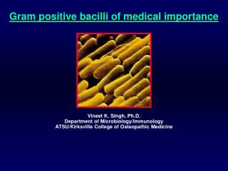 Gram positive bacilli of medical importance