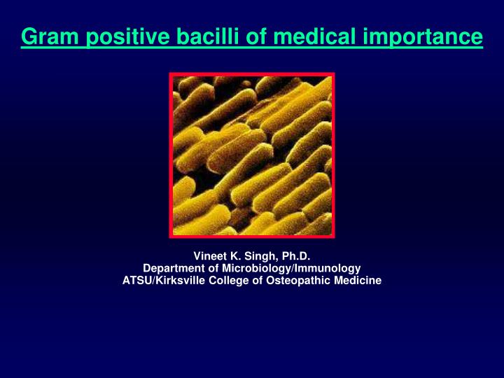 gram positive bacilli of medical importance