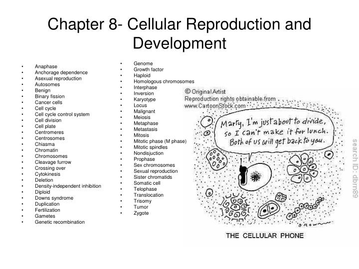 chapter 8 cellular reproduction and development