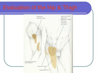 Evaluation of the Hip &amp; Thigh