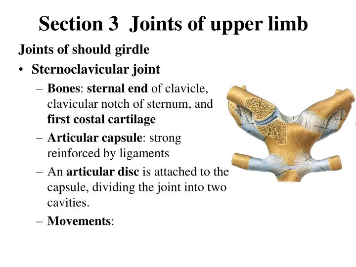 section 3 joints of upper limb
