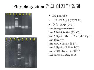 Phosphorylation 전의 마지막 결과