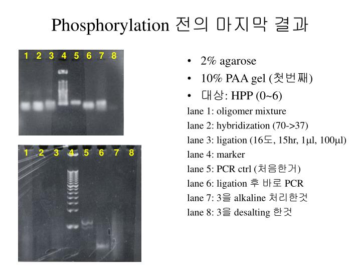 phosphorylation