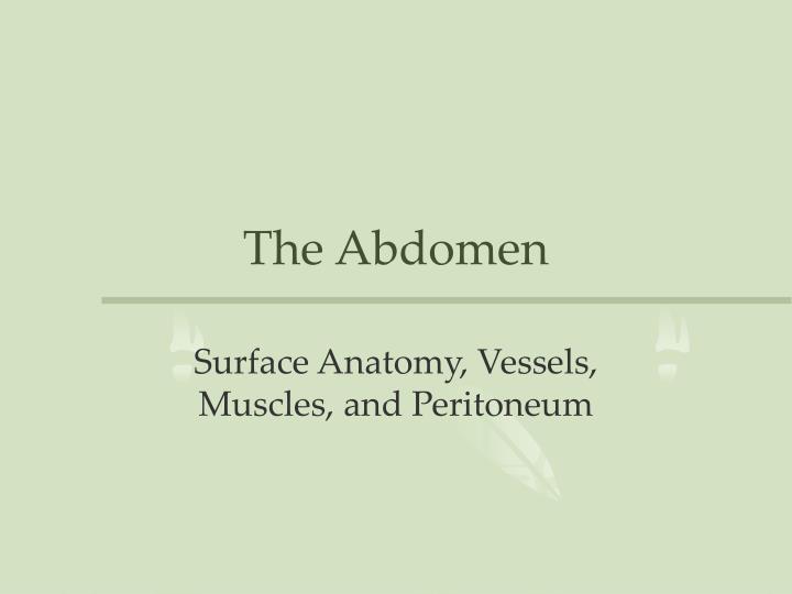 the abdomen