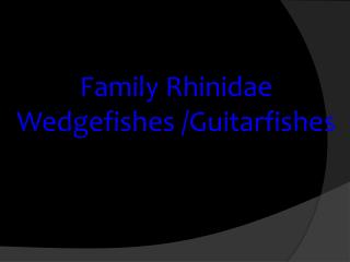 Family Rhinidae Wedgefishes /Guitarfishes