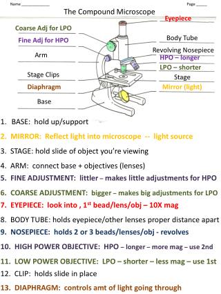 Name _____________					Page _____ The Compound Microscope