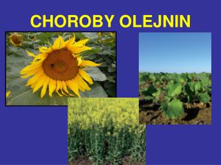 choroby olejnin