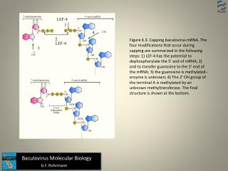 Baculovirus Molecular Biology