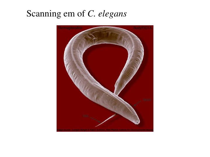 scanning em of c elegans