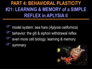 model system: sea hare ( Aplysia californica ) behavior: the gill &amp; siphon withdrawal reflex