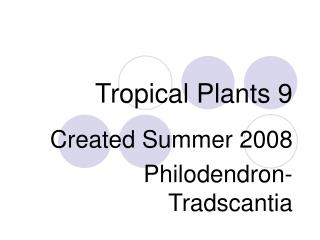 Tropical Plants 9