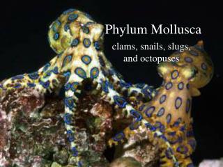 Phylum Mollusca