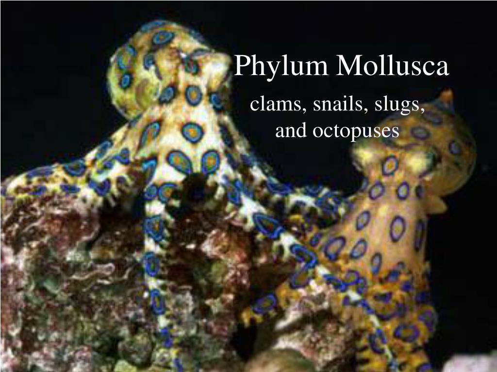 PPT - Phylum Mollusca PowerPoint Presentation, free download - ID:3331703