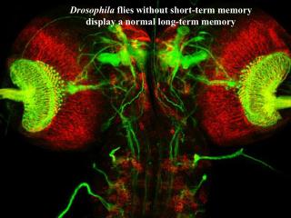 Drosophila flies without short-term memory display a normal long-term memory