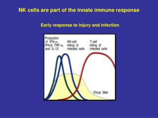 NK cells are part of the innate immune response