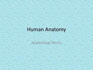 Human Anatomy