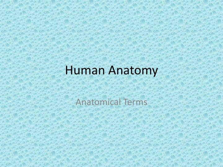 human anatomy