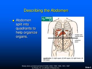 Describing the Abdomen