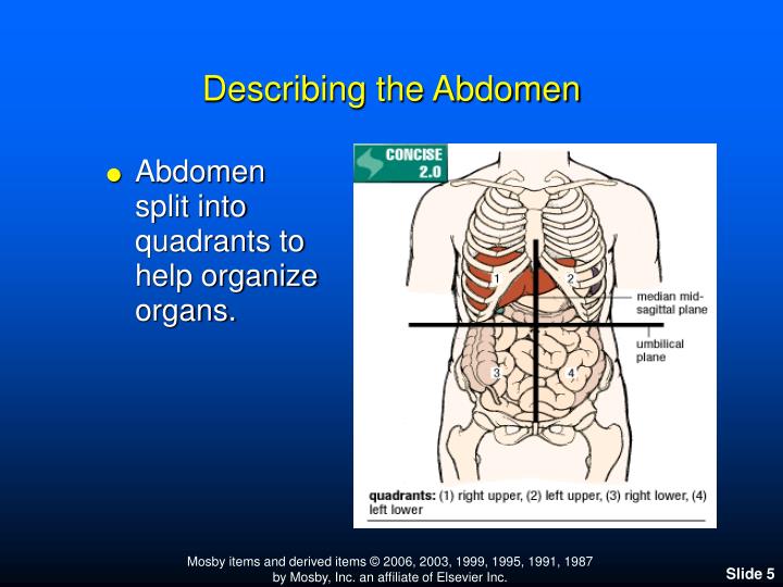 describing the abdomen