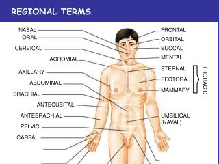 REGIONAL TERMS