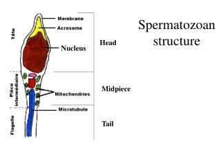 Spermatozoan structure