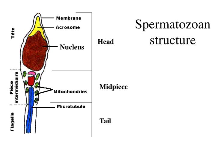 spermatozoan structure