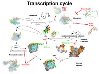 Transcription cycle