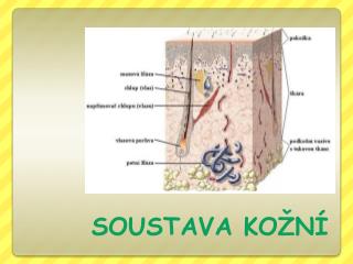 soustava ko n