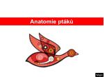 Anatomie ptáků - slide 1