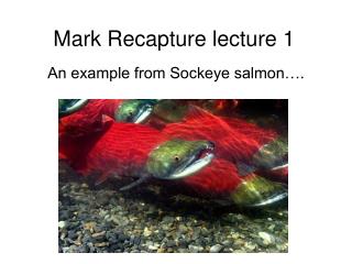 Mark Recapture lecture 1